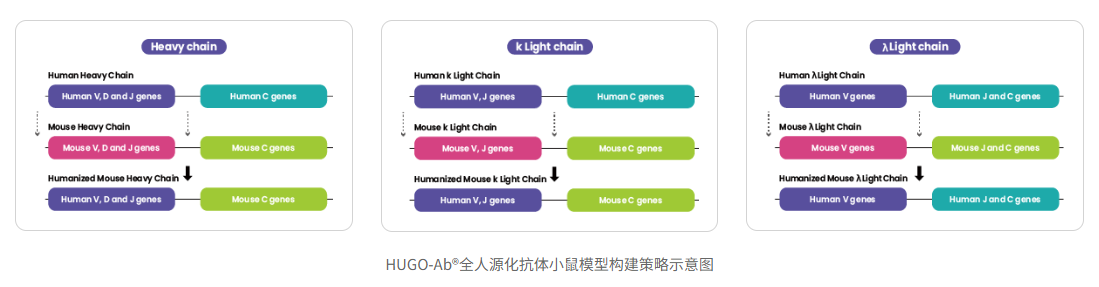 高通量全人源抗体发现平台