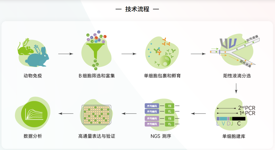 高通量全人源抗体发现平台