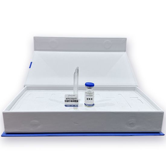 ATCC33277 牙龈卟啉单胞菌