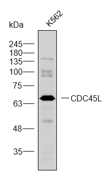 Anti-CDC45L Polyclonal Antibod