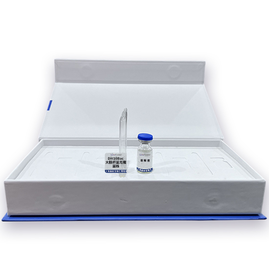 DH10Bac大肠杆菌克隆菌株