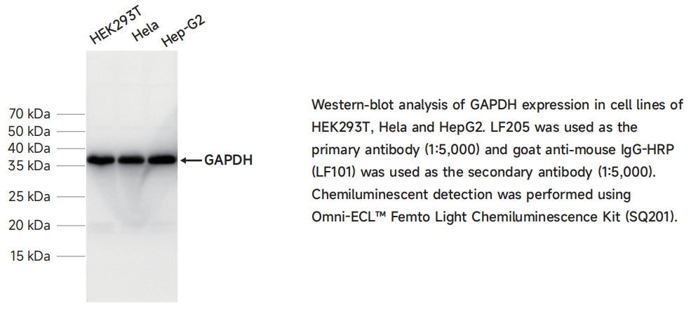 LF205 GAPDH鼠单克隆抗体