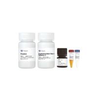 Cell Senescence β-Galactosidase Staining Kit（ AB101）