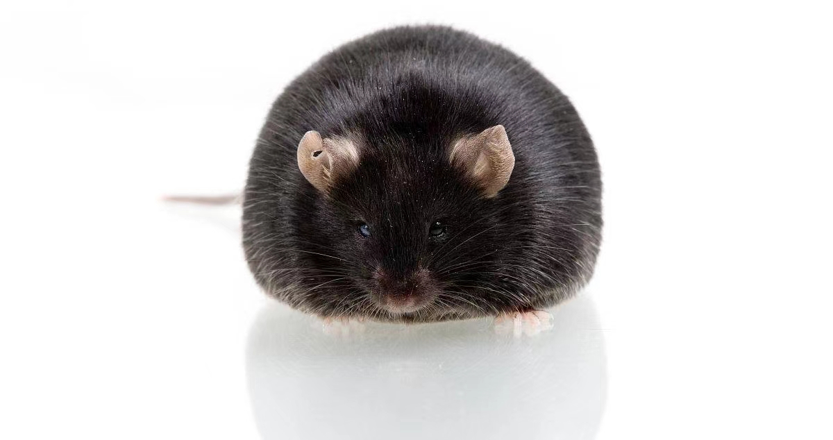 ob/ob糖尿病肥胖鼠相关实验