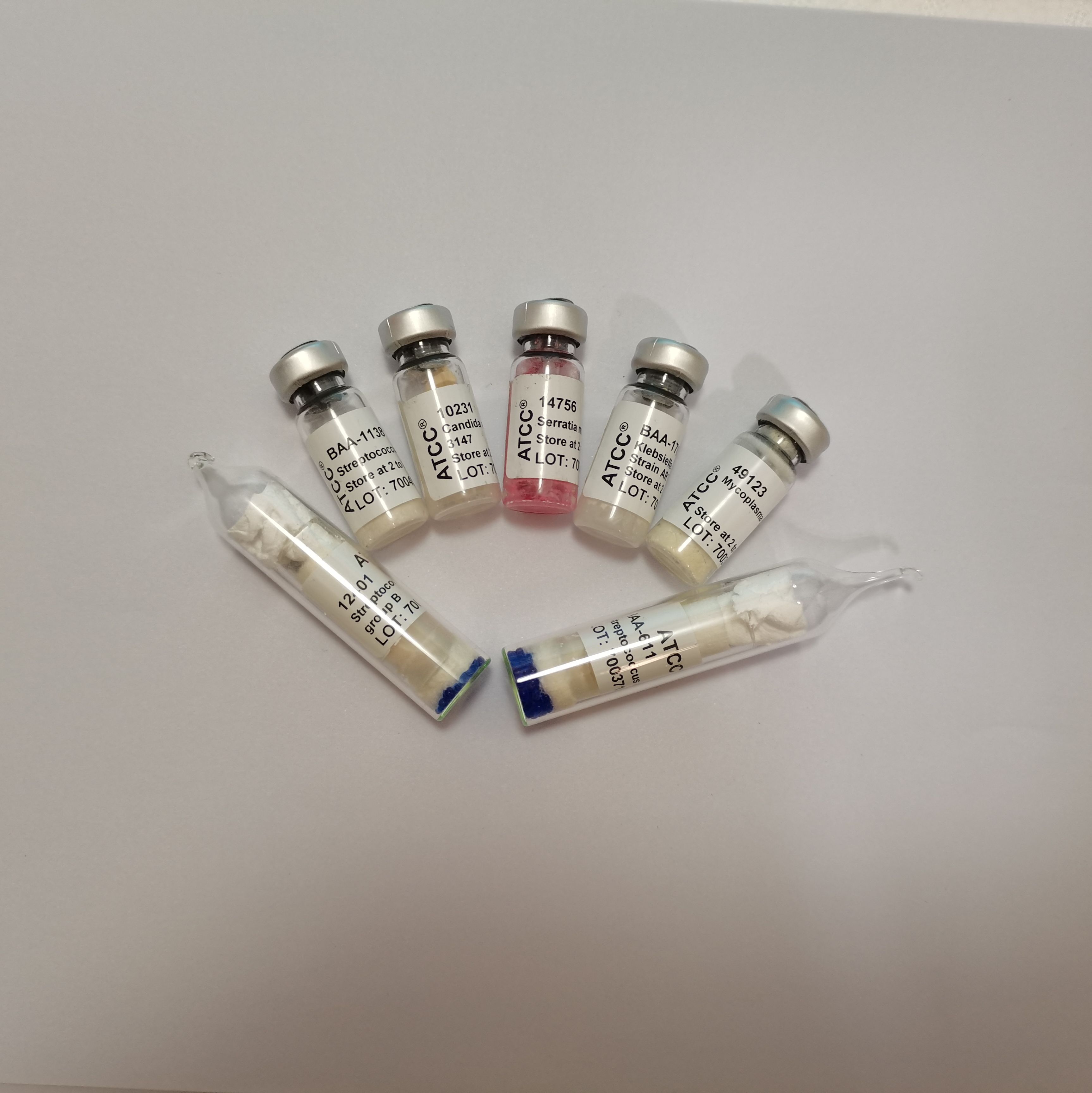 泸州老窖互营球菌