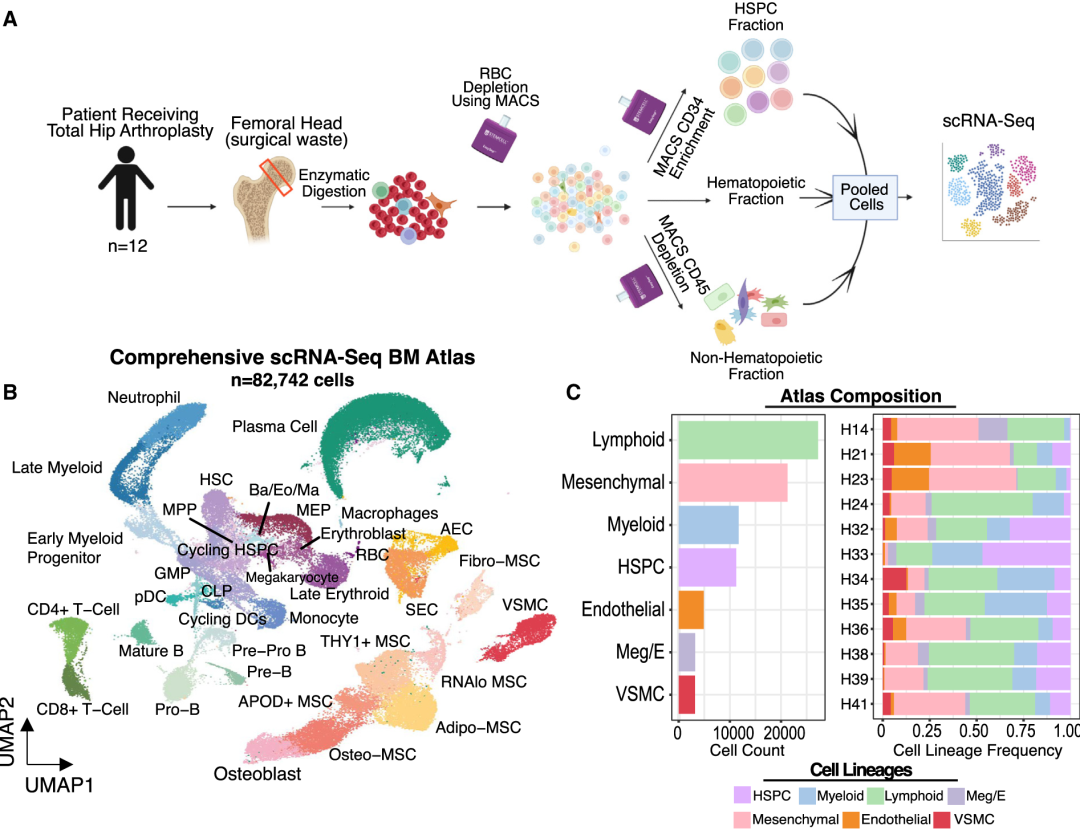 Cell | 人类骨髓微环境的细胞生物地图