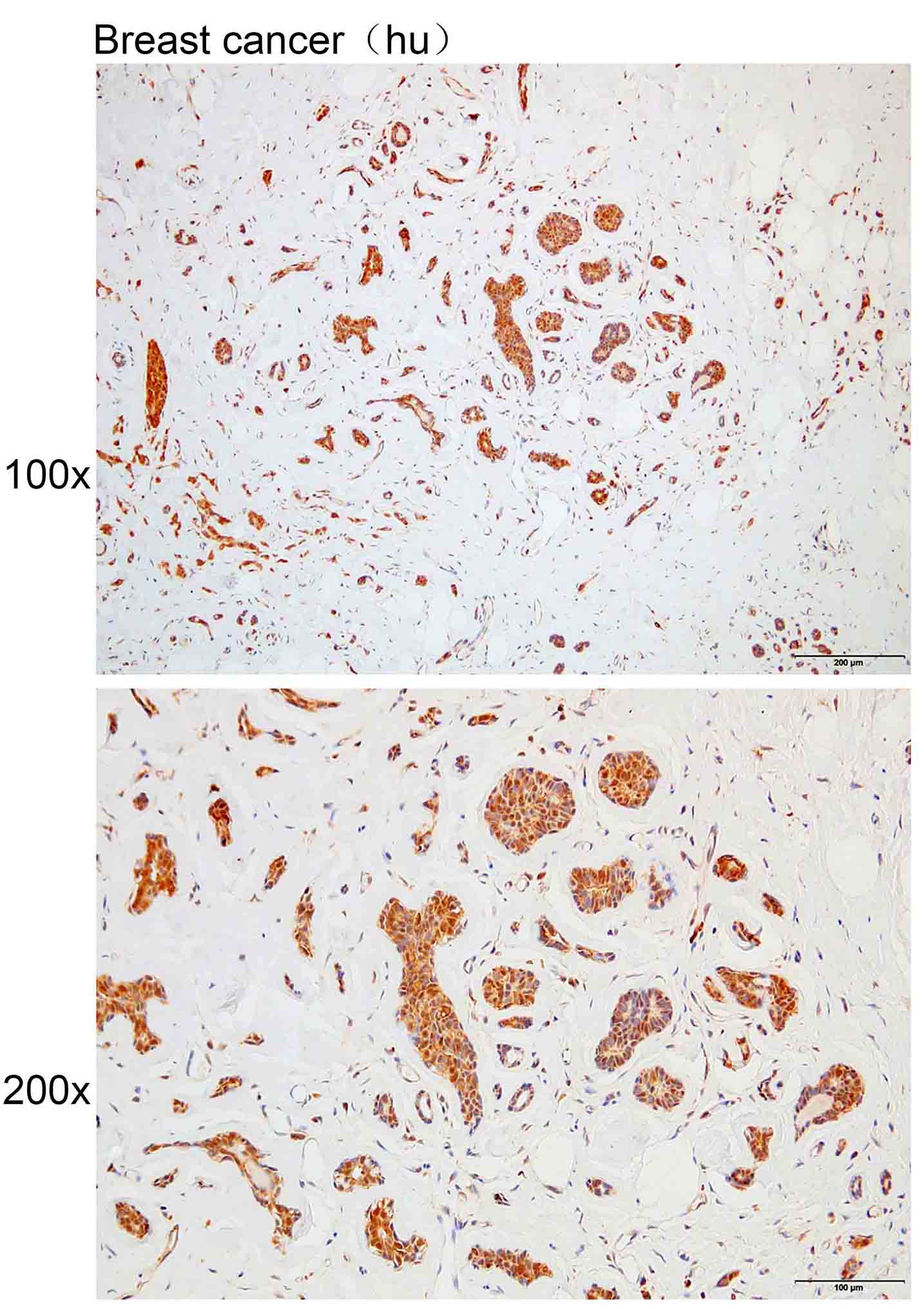Anti-CDC23 Polyclonal Antibody