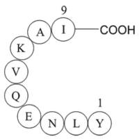 ferritin heavy chain fragment [Multiple species]