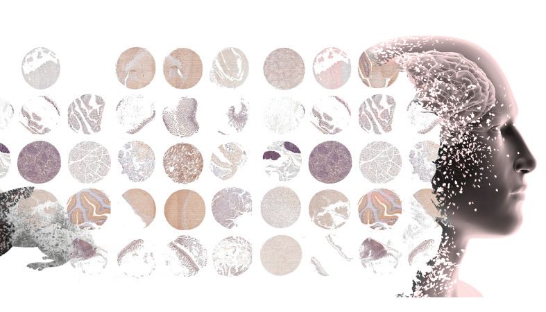 免疫染色技巧与问题排除