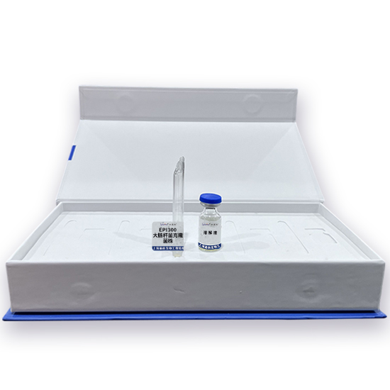 EPI300大肠杆菌克隆菌株