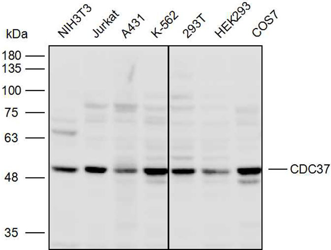 Anti-CDC37 Polyclonal Antibody