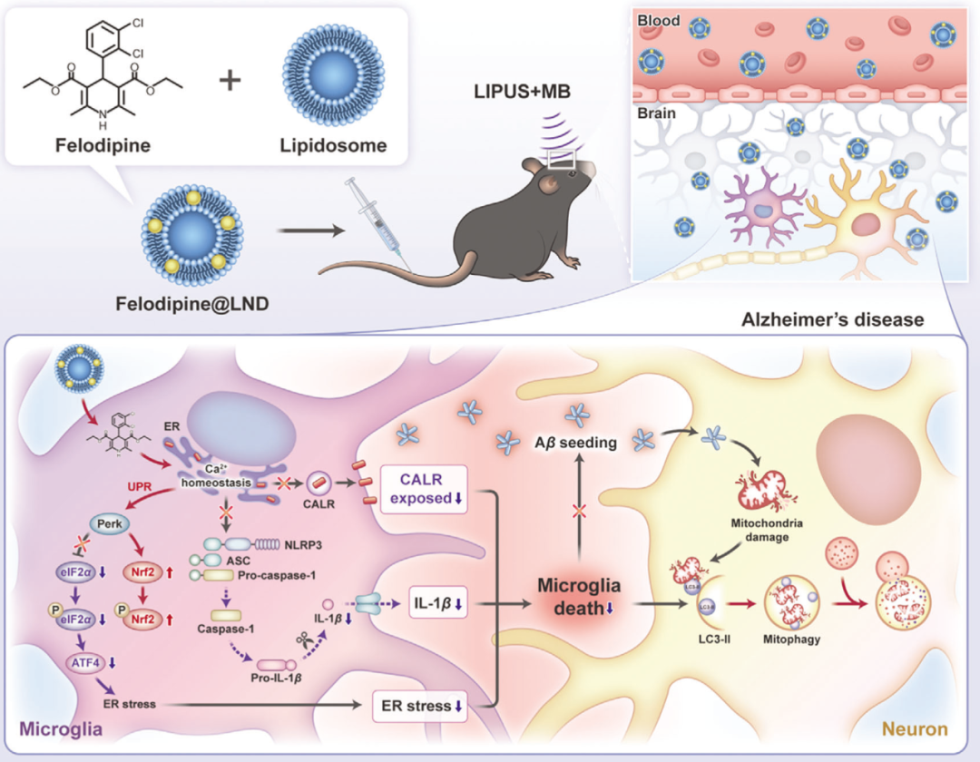 项目文章Adv Sci (IF14.3) | 脂质体纳米药物Felodipine@LND可改善AD
