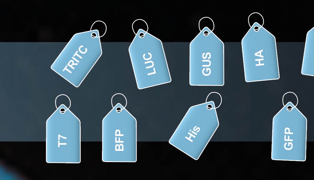 15% distributor discount on all tag antibodies