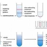原代细胞的分离、培养