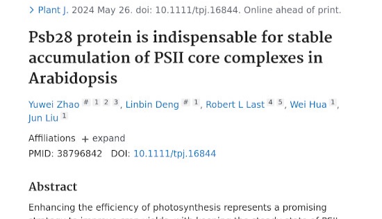 Agrisera antibodies to photosynthetic proteins support research on how to improve crop yields