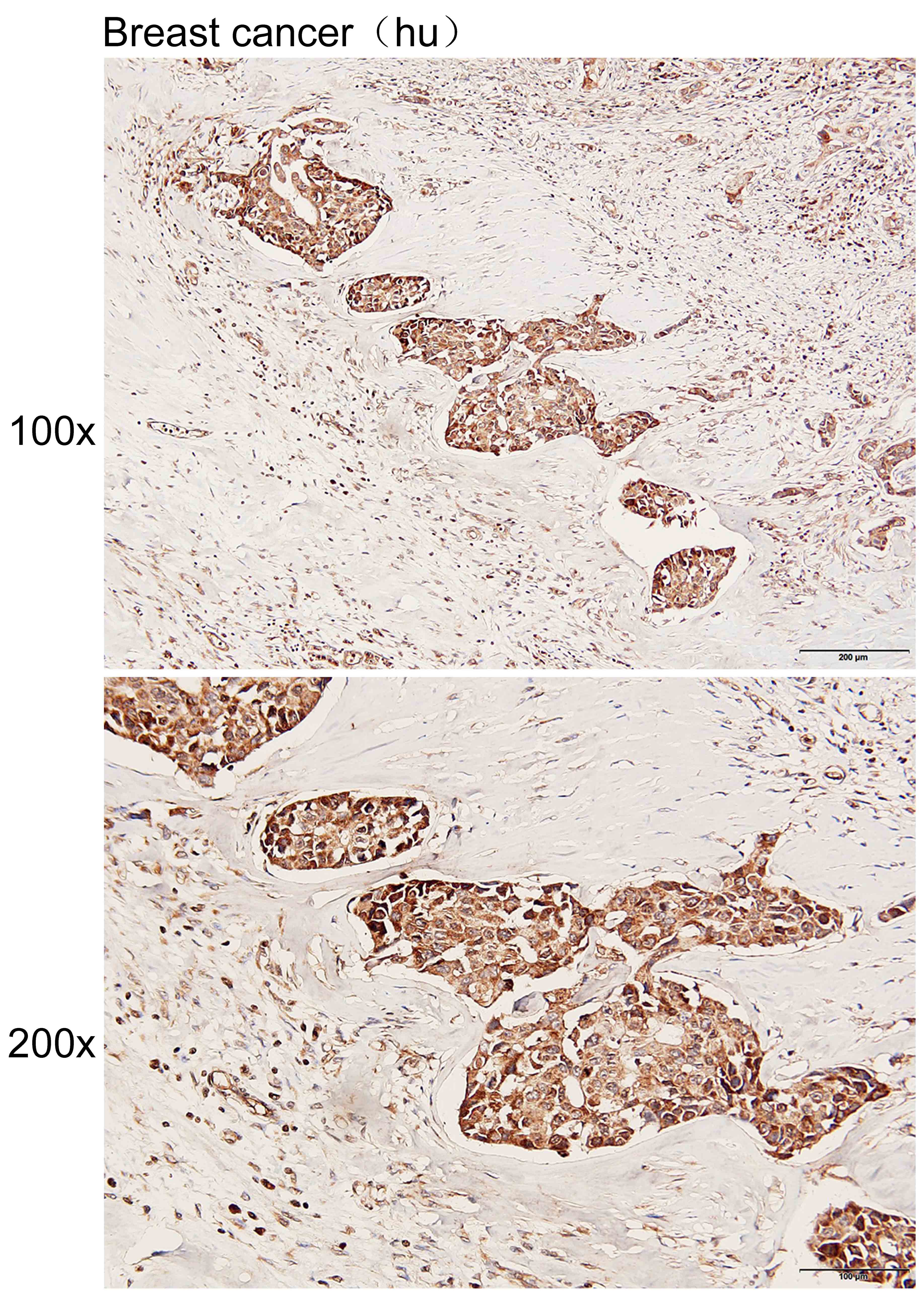 Anti-CDKL1 Polyclonal Antibody