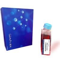 MKN-45/DDP-人胃癌顺铂耐药株