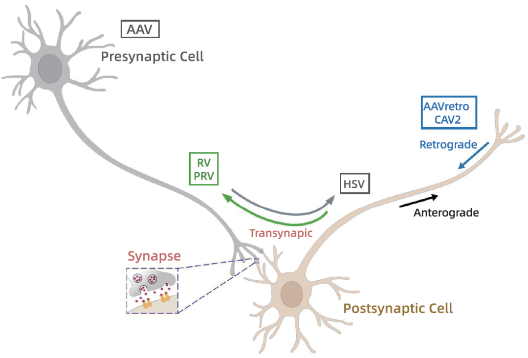 【超全盘点】环路示踪工具病毒使用攻略看这篇！