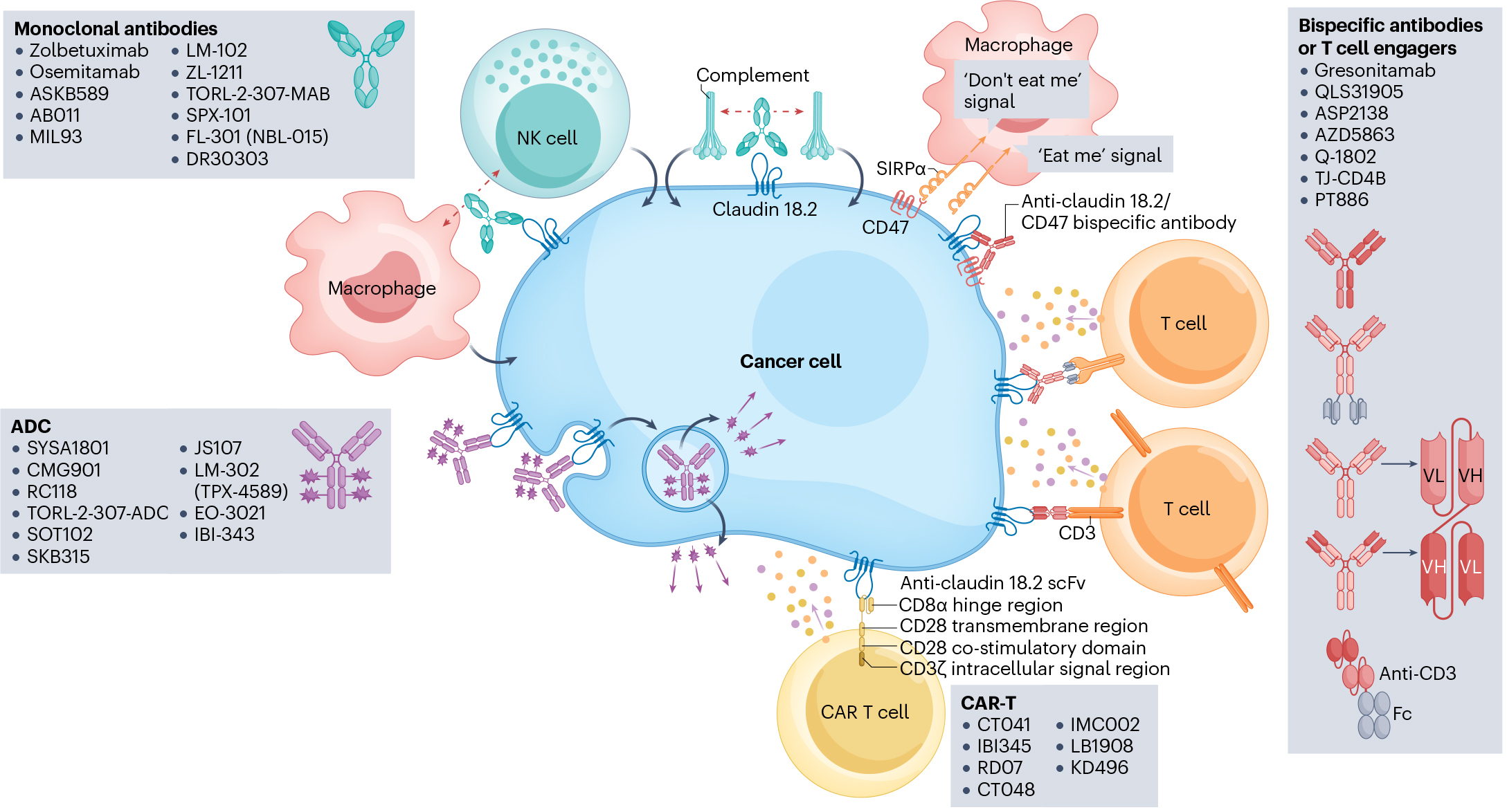 “靶”向“胃”来，Claudin18.2熠熠生辉，单抗、双抗、CAR-T、ADC蓄势待发