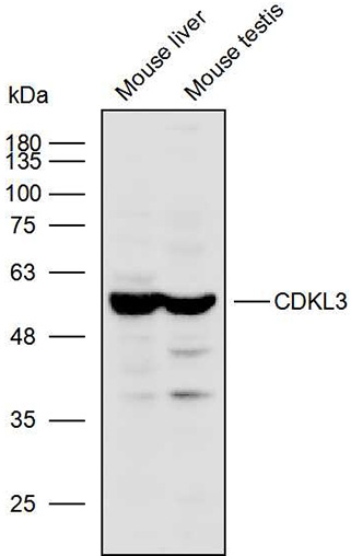 Anti-CDKL3 Polyclonal Antibody