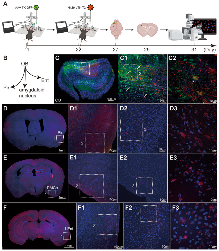 神经科学工具箱更新：顺行跨单突触HSV汇总