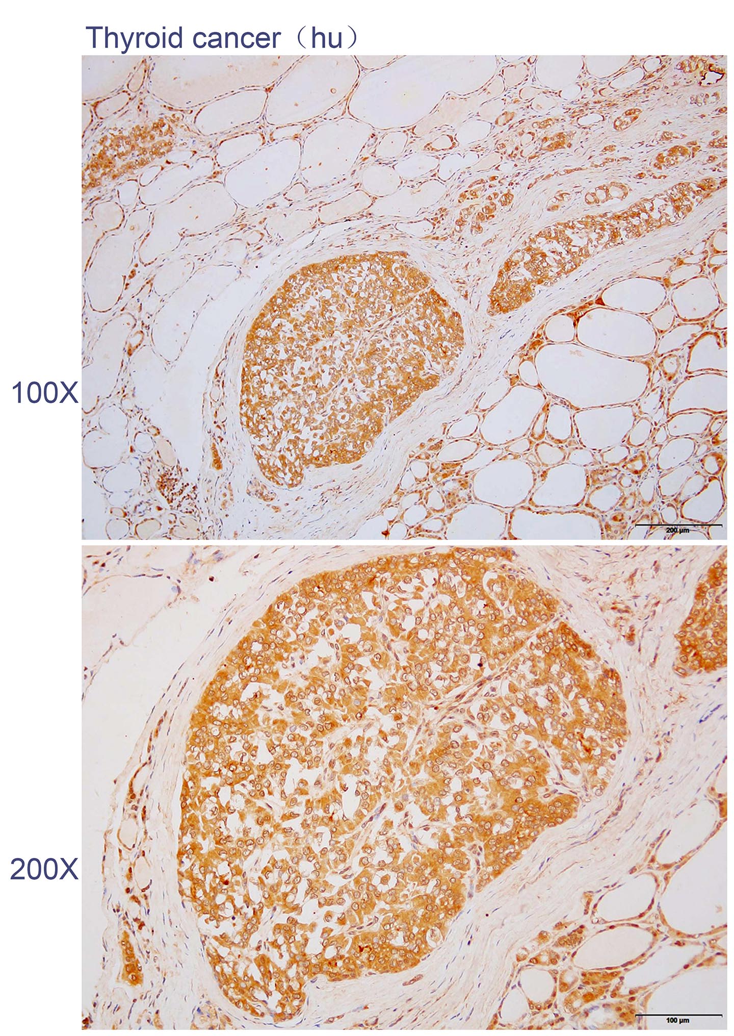Anti-CDO1 Polyclonal Antibody