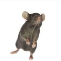 Ai14小鼠(红色荧光报告鼠)