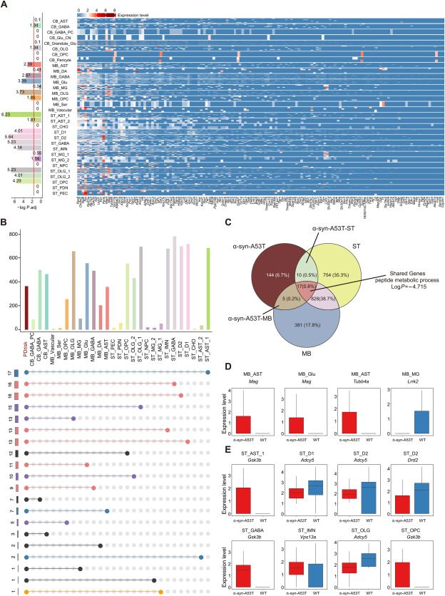 文献解读 | 帕金森病小鼠模型脑单细胞图谱