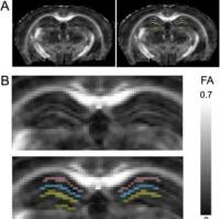 小动物核磁共振