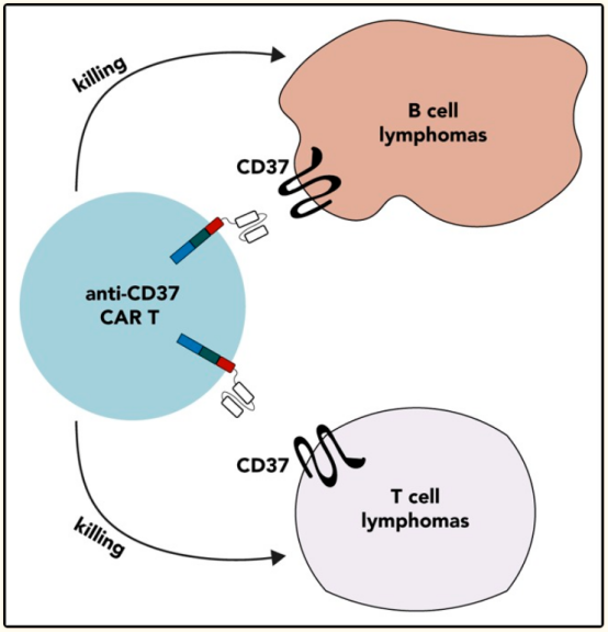 治疗急性髓细胞性白血病的新靶点--CD37