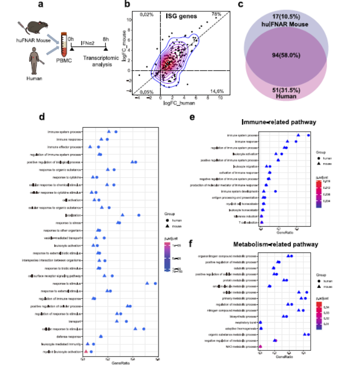 文献解读 | 干扰素刺激了HBV感染人源化小鼠模型的免疫谱变化