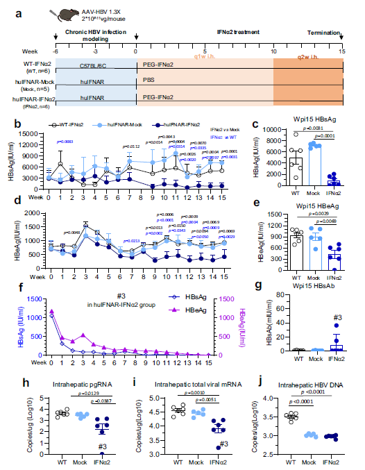 文献解读 | 干扰素刺激了HBV感染人源化小鼠模型的免疫谱变化