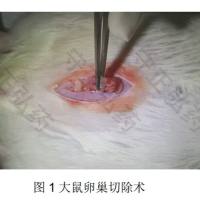 骨质疏松(OVX)模型
