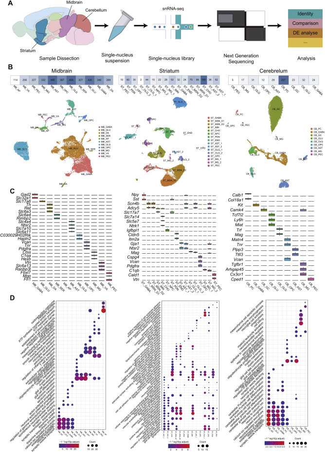 文献解读 | 帕金森病小鼠模型脑单细胞图谱