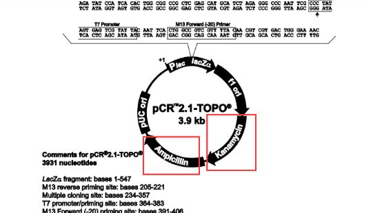 双抗性TOPO载体的设计缺点远大于优点