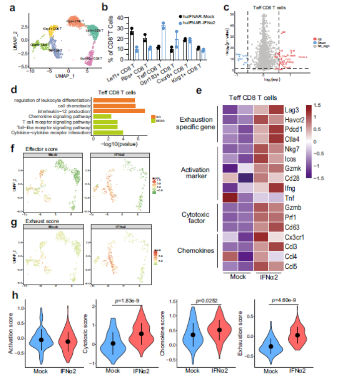 文献解读 | 干扰素刺激了HBV感染人源化小鼠模型的免疫谱变化