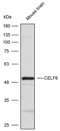 Anti-CELF6 Polyclonal Antibody