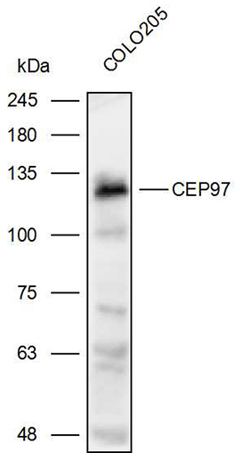 Anti-CEP97 Polyclonal Antibody