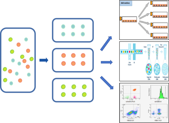 新品速递 | 瑞沃德推出无柱式磁性细胞分选平台