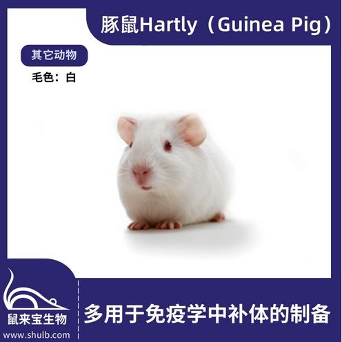 豚鼠 Hartley (Guinea Pig)