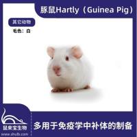 豚鼠 Hartley (Guinea Pig)