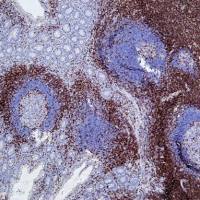 脱蜡修复二合一溶液20X pH9.0