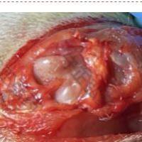 ACLT骨关节炎模型(小鼠)