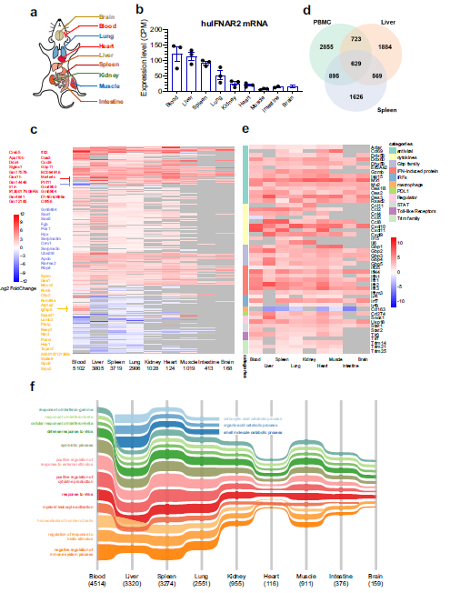 文献解读 | 干扰素刺激了HBV感染人源化小鼠模型的免疫谱变化