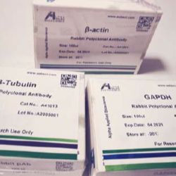 AS160 (phospho-Ser588) rabbit pAb