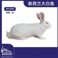 新西兰大白兔