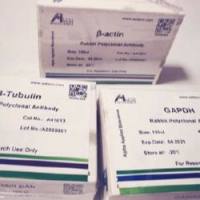 GAPDH mouse mAb(2B8)