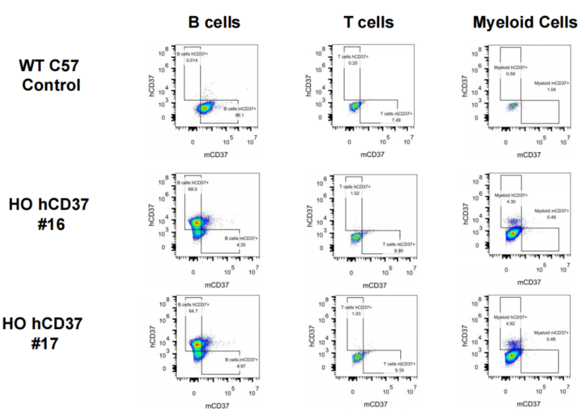 治疗急性髓细胞性白血病的新靶点--CD37