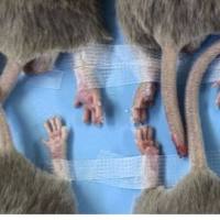 类风湿性关节炎(RA)模型