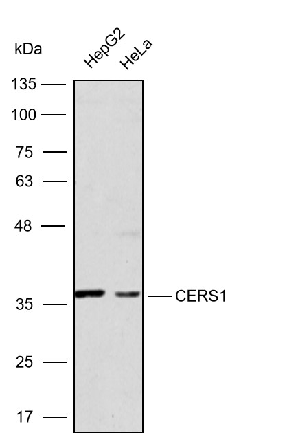Anti-CERS1 Polyclonal Antibody
